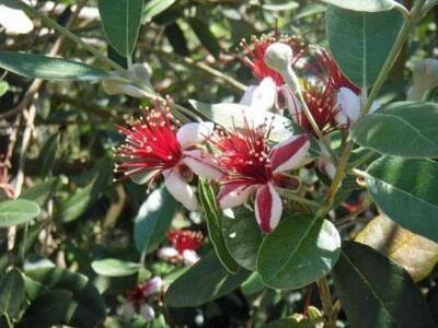 Feijoa sellowiana | Feijoa | Pineapple Guava | Guavasteen | 10 Seeds - Image 1 of 4