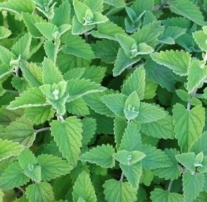 Catnip Seeds | Heirloom | Herb - Picture 1 of 1