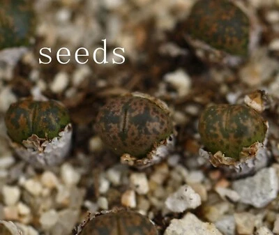 SEEDS - Conophytum pellucidum cupreatum R&Y2044  15seeds - Image 1 of 3