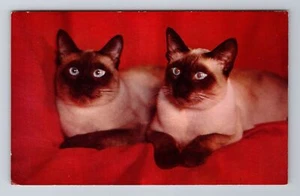 Pair of Siamese Cats, Pets, Animals, Antique Vintage Souvenir Postcard - Imagen 1 de 2