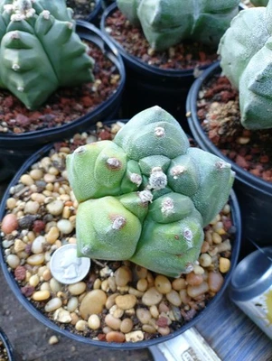 "OFERTA" Astrophytum myrio abigarrado Kikko tamaño GRANDE softbol. Foto 1 de 2