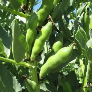 Broad Windsor Fava Bean Seeds | Buttery Broad Beans Healthy Giant Faba Seed 2025 - Picture 1 of 12