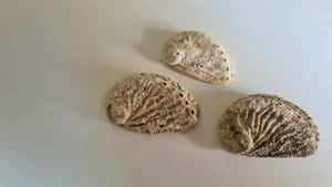 Abalones famiglia haliotis tuberculata noto anche come gusci marini orecchio - Foto 1 di 6