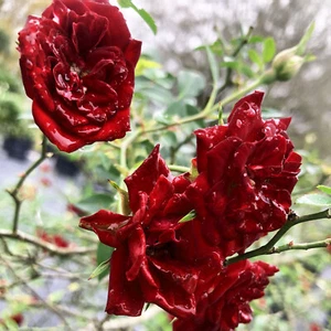 RED CASCADE Own Root Garden Ground Cover Rose Live Plant Mini Sweetheart Climber - Picture 1 of 5
