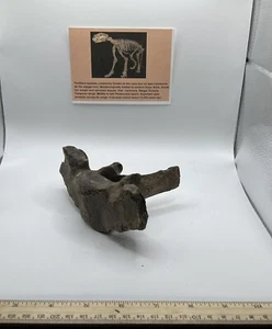 Panthera Spelaea Asian Cave L. Vertebra 10.000++ años de antigüedad 7” CS 404 - Imagen 1 de 4