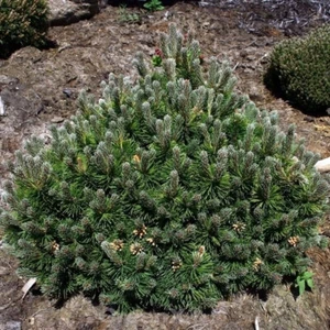 Flache Zwerg Kiefer March 15-20cm - Pinus mugo - Bild 1 von 1