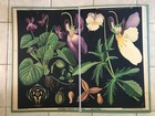 Original botanical vintage school chart of Violet fragrance, pansy, Zejbrlík  