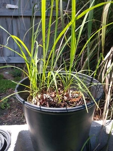 Lemon Grass  live Plant Organically Grown  - Picture 1 of 3