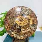 785G Natural Ammonite Fossil Quartz Disc Crystal Mineral Specimen Decoration