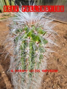 Oreocereus Celsianus Seed x30 Pack. Cactus - Picture 1 of 1