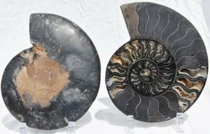 Schwarz geschliffenes gespaltenes PAAR Ammonit tiefe Kristalle XL 110myo Fossil 208 mm 8,2" 3211xx - Bild 1 von 12