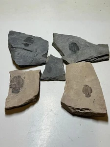 CINCO FÓSILES DE TRILOBITES ELRATHIA EN MATRIZ #4 - Imagen 1 de 6