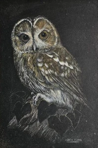 EULE - Montierte Tierwelt Pastellmalerei, undeutlich signiert - Bild 1 von 3