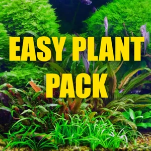 Aquarium Plant Beginners pack easy aquarium plants for beginners. - Picture 1 of 6