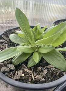 Arnica Seeds RARE wolf's bane leopard's bane - Arnica Montana 20 Seeds - Picture 1 of 2