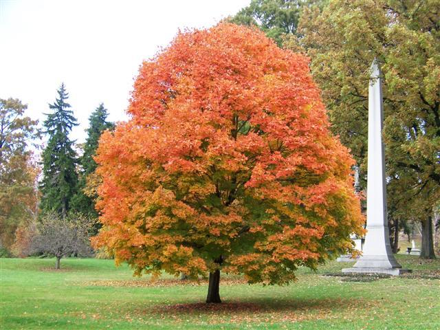 árbol De Arce Azucarero De Nueva York