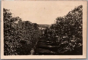 Postal de colección escena de plantación de café RPPC foto real de Sao Paulo, Brasil - Imagen 1 de 2