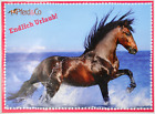 Pferde AK Postkarte - Pferd & co 2016 - Brauner im Wasser, kleine Knicke