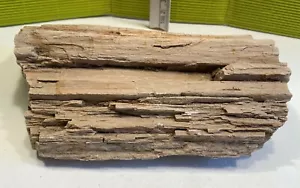 Mineralien Fossilien Stein Versteinerung Holz ca.1kg ca. 15cm - Bild 1 von 6