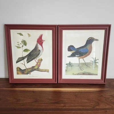 Pottery Barn Framed Antique Bird Prints Set of 2 15.5 x 18.5" Blackbird Cardinal - Image 1 of 4