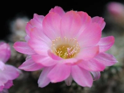 Chamaelobivia (Peanut Cactus) "Discovery" Cactus Seeds (100 Seeds) - Image 1 of 2