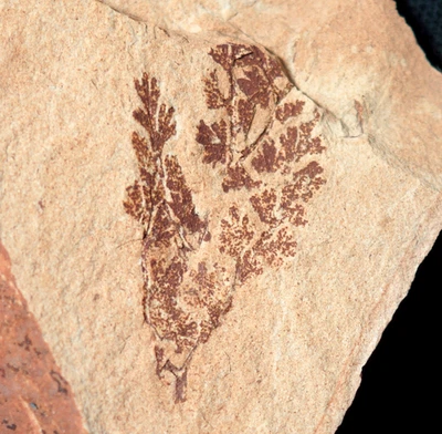 Rare herbaceous plant fossil seed fern Diplotmema subgeniculatum branched leaf ! - Image 1 of 4