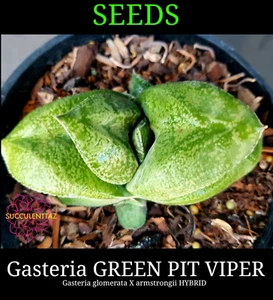 Gasteria GREEN PIT VIPER 6 x Seeds glomerata x armstrongii HYBRID SUCCULENT - Picture 1 of 5