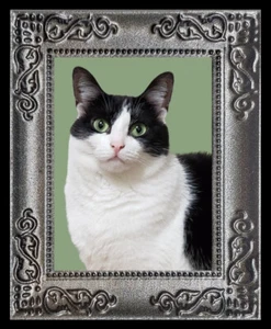 Green Eyed Black n White Cat Miniature Dollhouse Art Picture 8075 - Picture 1 of 1