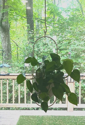 Maceta Colgante 6" Diam Maceta Interior/Exterior IKEA CHILISTRAN Blanco Marfil 6" Profundo Nueva en Caja Foto 1 de 4