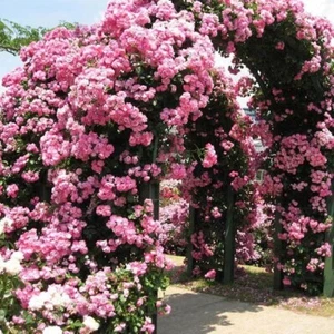 20 SEEDS for Baby Pink RARE CLIMBER climbing Rose flower exotic plant USA Seller - Picture 1 of 6