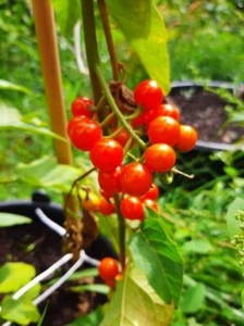 Kitiley - Liberian pea eggplant - Solanum anguivi - 10+ seeds - Samen - So 093 - Picture 1 of 1
