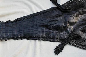 Black Genuine Crocodile Skin Leather Hide Exotic Pelt taxidermy Craft #G01 - Picture 1 of 5