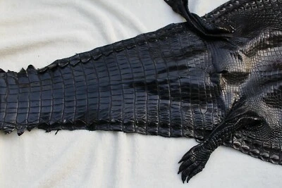 Black Genuine Crocodile Skin Leather Hide Exotic Pelt taxidermy Craft #G01 - Image 1 of 4