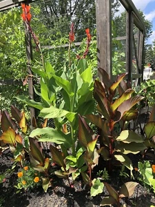 Canna Bulbs Red Flowers Tall Plants Lot Of (5) Bronze Leaf Lily Rhizomes - Picture 1 of 2