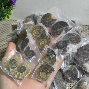 10 pairs of Split Ammonite Specimen Shell Healing Madagascar - Picture 1 of 12