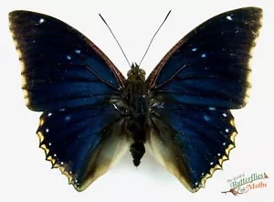 Charaxes bipuncatus Two spot blue butterfly A1- SET x1 Insect artwork  #j01 - Picture 1 of 3