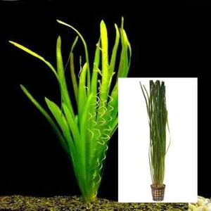 Thin Vallisneria Val Freshwater Tank Pond Plant Water Purifier Food Fish Tank - Picture 1 of 1