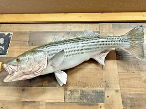 40 1/2 " STRIPED BASS ( Rockfish ) - unpainted fiberglass reproduction blank - Picture 1 of 3