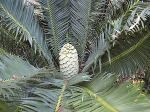 Cycad -Rare Encephalartos CERINUS seedling - Picture 1 of 3