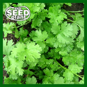 Semillas de Cilantro - 300 SEMILLAS ENVÍO EL MISMO DÍA - Imagen 1 de 1