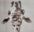 Giraffe Face Looking At Camera 1958 ILN ~14.5x10"