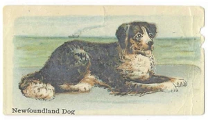 Neufundland Hundezoo Karamell Hundekarte Philadelphia Confections #15 E33 1911 - Bild 1 von 2