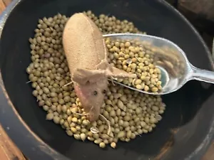 Ratón artesanal Primitives EE. UU. con cuchara de metal y cilantro - Imagen 1 de 4