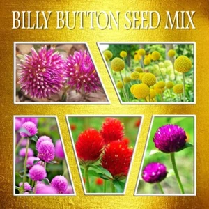 NATIVE BILLY BUTTONS SEEDS MIX-PINK-RED-YELLOW-PURPLE-ROSE-WILDFLOWER GARDEN MIX - Picture 1 of 12