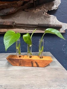 Handmade Ambrosia Maple Plant Propagation Station – Unique 3 Glass Tube Display - Picture 1 of 5