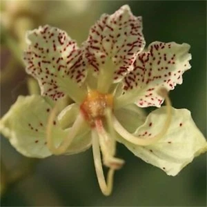 BAUHINIA SEMLA - ROT GEPUNKTETER WEISSER ORCHIDEENBAUM, 10 Samen - Bild 1 von 2