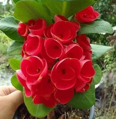 SALE Euphorbia Milii RUAY CHANGLOEI Crown of Thorns Corona de Cristo Thai Hybrid - Image 1 of 4