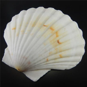 1 Piece Natural Big Scallop 9 - 12 cm Seashells Shells Nautical Crafts Decor - Picture 1 of 6