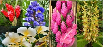 5 pk Hawaiian Tropical Ginger Plant Roots - Red, Blue, White, Yellow and Pink - Image 1 of 4