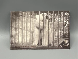 Polar Bears At Mysore City Zoo India (Note Pencil Comment On Reverse) Real Photo - Picture 1 of 2